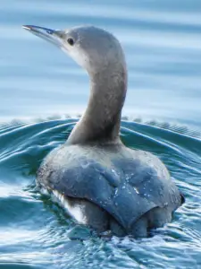 Menno 05 - Parelduiker 2